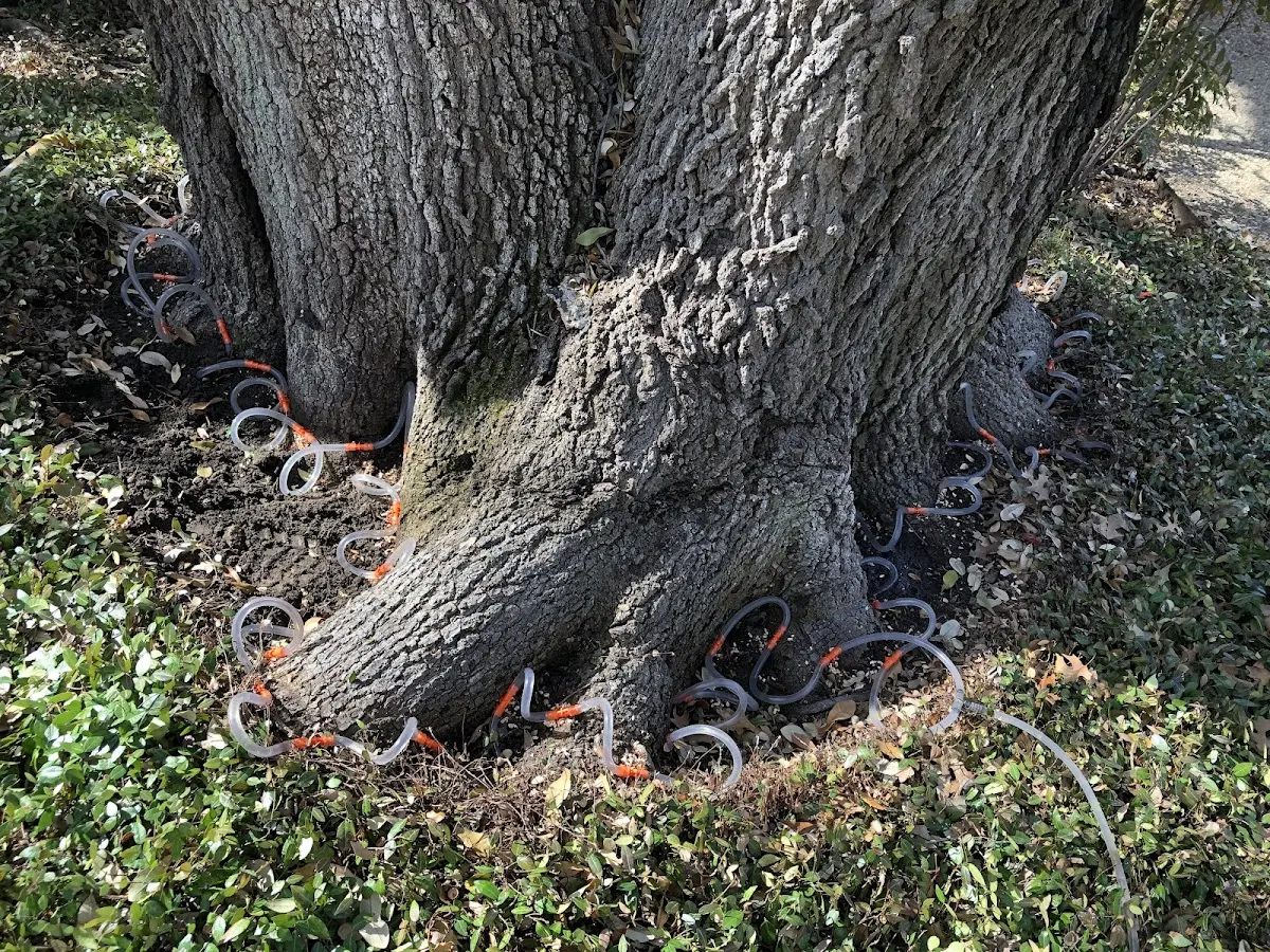 Detailed Tree Cabling and Bracing job site in Leetsdale